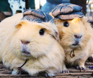 Newspaper Boy Hats For Small Pets